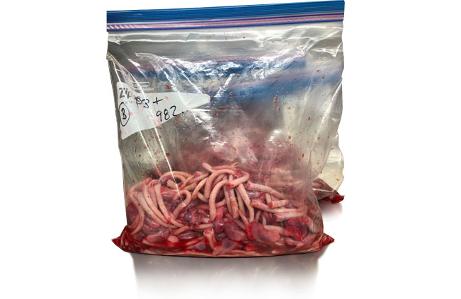 <p>&nbsp;</p>

<p>Photo 2. Exemple de fluides&nbsp;recueillis dans un &eacute;levage. Photo avec l'aimable autorisation de Dr. Juan Sanhueza et Dr. Carles Vilalta</p>
